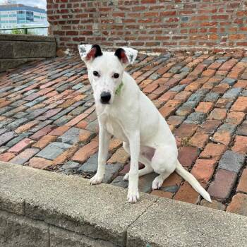 Wallie -  Beagle and Pointer Dog for Adoption in Edwards, Illinois - Wallie | PetCurious