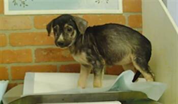 A2091528 -  Siberian Husky and Mixed Breed Dog for Adoption in Houston, Texas - A2091528 | PetCurious