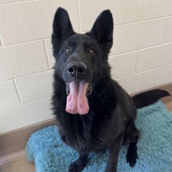 German Shepherd Dog Dogs Available for Adoption in Reno, Nevada - Dooley | PetCurious