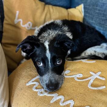 Buster -  Cattle Dog Dog for Adoption in Newport Beach, California - Buster | PetCurious