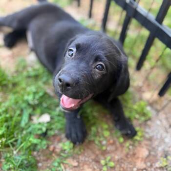 Black Labrador Retriever Dogs Available for Adoption in Brownsboro, Alabama - Mister Mister | PetCurious