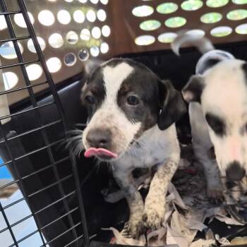 Tom -  Dachshund and Mixed Breed Dog for Adoption in Montgomery, Alabama - Tom | PetCurious