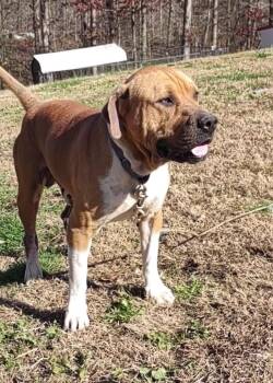 Rescue American Bully Dogs for Adoption in Clay City, Kentucky - Leo | PetCurious