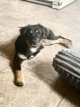 Kittle aka Trips -  Australian Shepherd Dog for Adoption in Estherville, Iowa - Kittle Aka Trips | PetCurious
