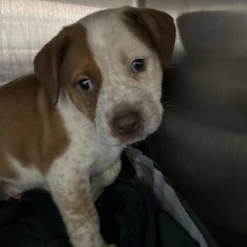 Cattle Dog and Mixed Breed Dogs Available for Adoption - Snowflake | PetCurious