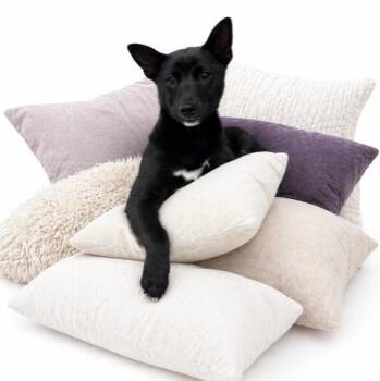 Shiba Inu Dogs Available for Adoption in San Andreas, California - Onyx | PetCurious