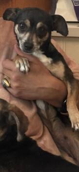 Lena Lou -  Terrier Dog Available for Adoption in Milton, Georgia - Lena Lou | PetCurious