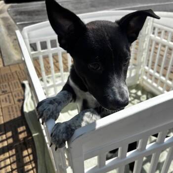 Geneva -  Shepherd Dog for Adoption in Birmingham, Alabama - Geneva | PetCurious