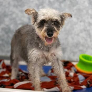 Jenna (AG26-76) -  Miniature Schnauzer and None Dog for Adoption in Peyton, Colorado - Jenna (AG26-76) | PetCurious