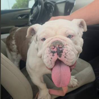 English Bulldog Dogs Available for Adoption in Austin, Texas - Lola | PetCurious