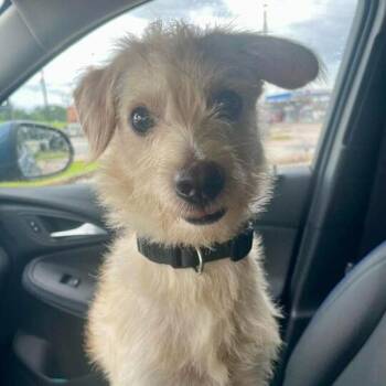 Wirehaired Terrier and Mixed Breed Dogs Available for Adoption in New Orleans, Louisiana - Cash | PetCurious
