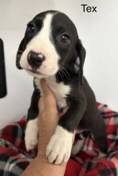 Tex -  Foxhound and Hound Dog for Adoption in Louisa, Virginia - Tex | PetCurious
