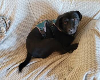 Black Labrador Retriever Dogs Available for Adoption - Hail | PetCurious