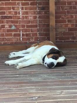 Pantoufle -  Mixed Breed Dog for Adoption in Montreal, Quebec - Pantoufle | PetCurious