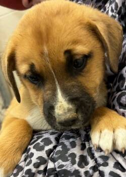 Rescue Shepherd Dogs for Adoption in Elizabethton, Tennessee - BOWIE | PetCurious