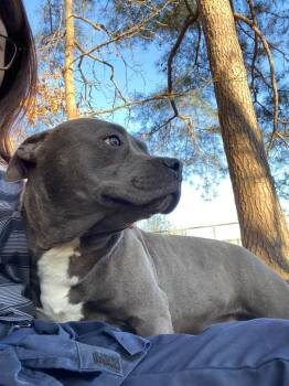 Pit Bull Terrier Dogs Available for Adoption - Rocco Taco | PetCurious