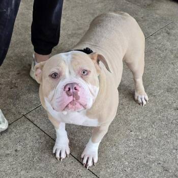 Sweetie -  American Bully Dog for Adoption in Waterloo, Iowa - Sweetie | PetCurious