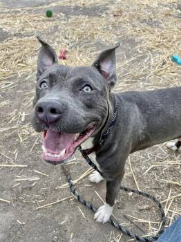Pit Bull Terrier Dogs Available for Adoption in Chicago, Illinois - Vertigo | PetCurious