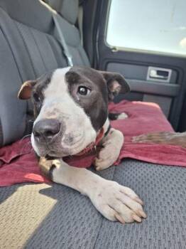 Rollie -  Mixed Breed Dog for Adoption in Atlanta, Georgia - Rollie | PetCurious