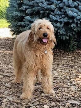 Elvis -  Golden Retriever and Standard Poodle Dog for Adoption in Ringwood, New Jersey - Elvis | PetCurious