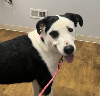 Smooth Collie and Greater Swiss Mountain Dog Dogs Available for Adoption in Wilmington, Ohio - Heidi | PetCurious
