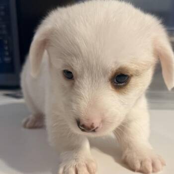 Ringo now Arthur -  Mixed Breed Dog for Adoption in Bismarck, North Dakota - Ringo Now Arthur | PetCurious