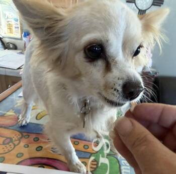 Brittny -  Chihuahua Dog for Adoption in Deming, New Mexico - Brittny | PetCurious