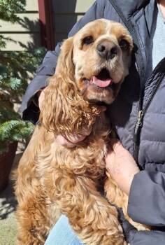 Cocker Spaniel Dogs Available for Adoption - Parker | PetCurious