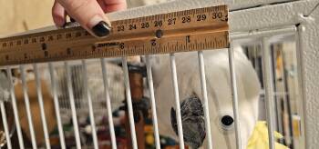 Rescue American Bulldog Dogs for Adoption in Brea, California - Bogart | PetCurious