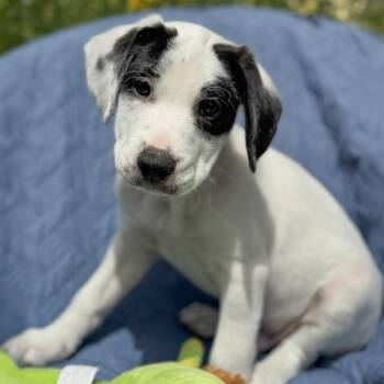 Spaniel and Terrier Dogs Available for Adoption in San Diego, California - Cheers Pup - Coach | PetCurious