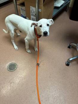 SNOW -  Pit Bull Terrier and Mixed Breed Dog for Adoption in Cookeville, Tennessee - SNOW | PetCurious