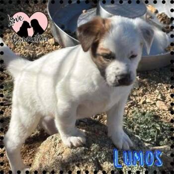 Australian Cattle Dog Blue Heeler Dogs Available for Adoption - Lumos | PetCurious