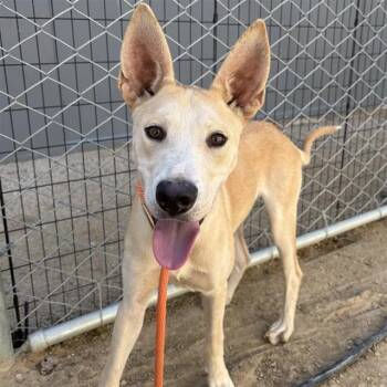 ERNIE -  German Shepherd Dog and Mixed Breed Dog for Adoption in Ontario, California - ERNIE | PetCurious