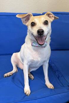 Lilly -  Jack Russell Terrier Dog for Adoption in Plant City, Florida - Lilly | PetCurious
