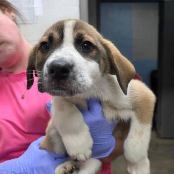 Wiley -  Great Pyrenees and Mixed Breed Dog for Adoption in Clanton, Alabama - Wiley | PetCurious