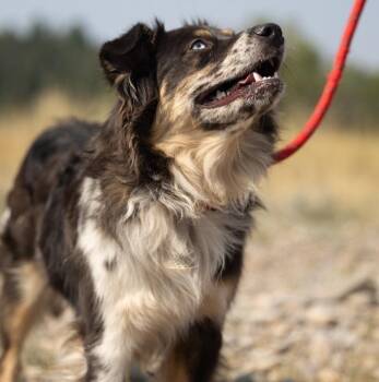 Hazel -  Australian Shepherd Dog for Adoption in Thayne, Wyoming - Hazel | PetCurious