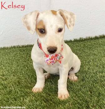 Kelsey -  Jack Russell Terrier Dog for Adoption in San Diego, California - Kelsey | PetCurious