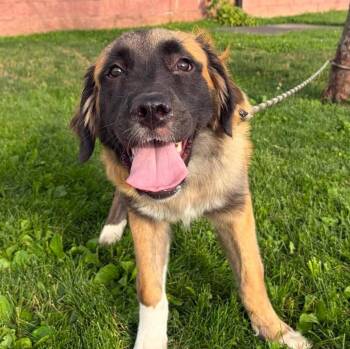 Hazel -  German Shepherd Dog and Great Pyrenees Dog for Adoption in Maryville, Missouri - Hazel | PetCurious