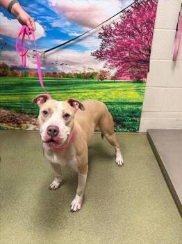 A554238 -  Pit Bull Terrier and Mixed Breed Dog for Adoption in Moreno Valley, California - A554238 | PetCurious
