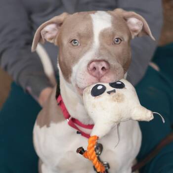 Mixed Breed Dogs Available for Adoption - Gumbo | PetCurious