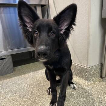 IVHS-Stray-141717 -  Border Collie and Shepherd Dog for Adoption in San Gabriel, California - IVHS-Stray-141717 | PetCurious