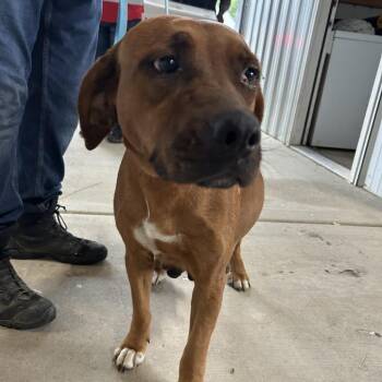 Annie -  Labrador Retriever Dog for Adoption in Hohenwald, Tennessee - Annie | PetCurious