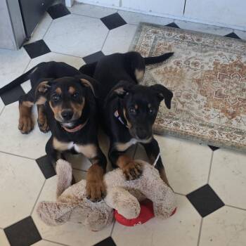 Doberman Pinscher Dogs Available for Adoption - Loaf And Prancer | PetCurious