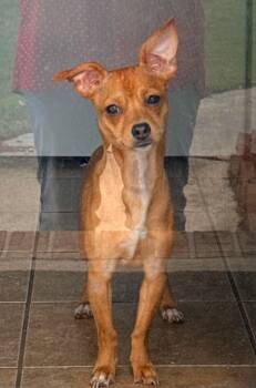 Chiweenie Dogs Available for Adoption in Greenville, North Carolina - Honey | PetCurious