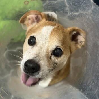 Terrier and Chihuahua Dogs Available for Adoption in Sacramento, California - Bruno | PetCurious