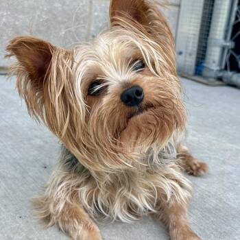 Cozmo -  Yorkshire Terrier Dog for Adoption in Matteson, Illinois - Cozmo | PetCurious