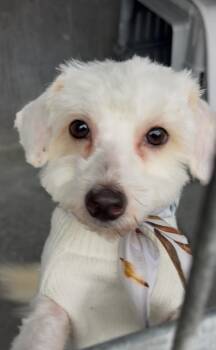 Rescue Maltipoo Dogs for Adoption in Los Angeles, California - Dior | PetCurious