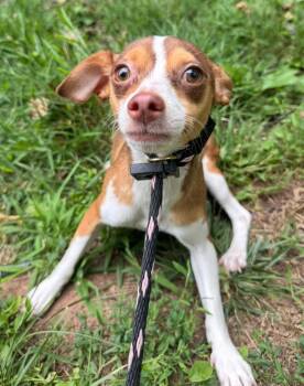 Lili -  Chihuahua Dog for Adoption in Hamden, Connecticut - Lili | PetCurious