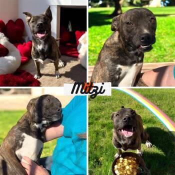 Boston Terrier and Australian Cattle Dog Blue Heeler Dogs Available for Adoption - Mitzi | PetCurious