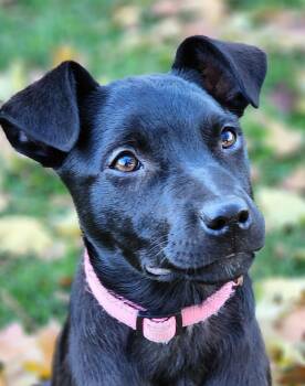 Rescue Labrador Retriever and Australian Shepherd Dogs for Adoption in Lisbon, Iowa - Princess | PetCurious